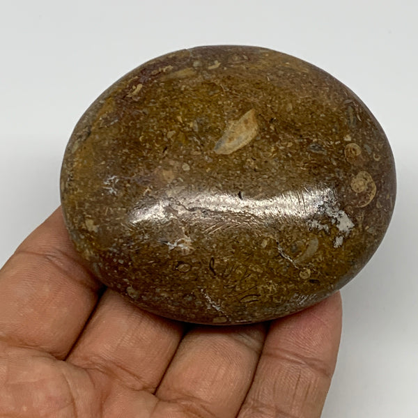 126.6g,2.7"x2.3"x 0.9", Coral Fossils Palm-Stone Polished from Morocco, B20357