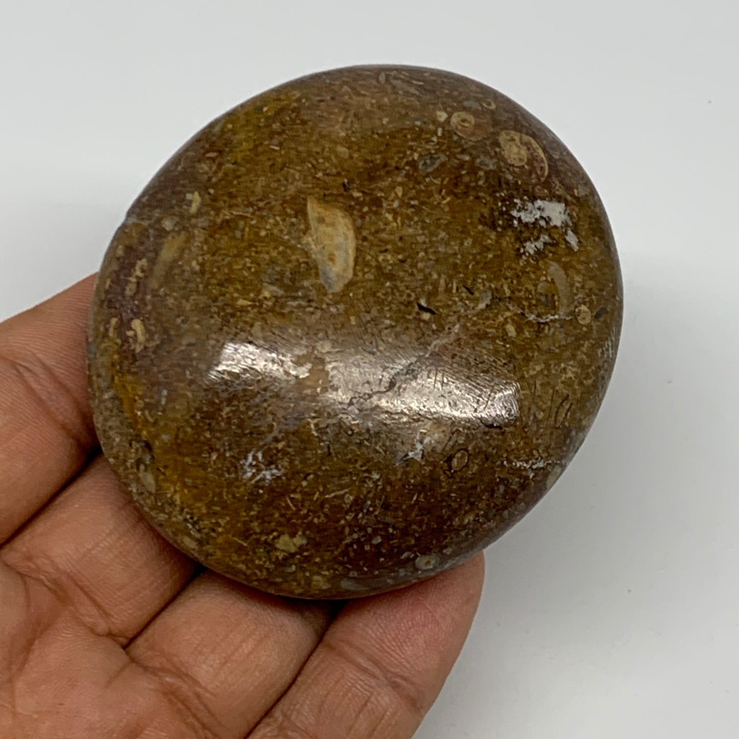 126.6g,2.7"x2.3"x 0.9", Coral Fossils Palm-Stone Polished from Morocco, B20357