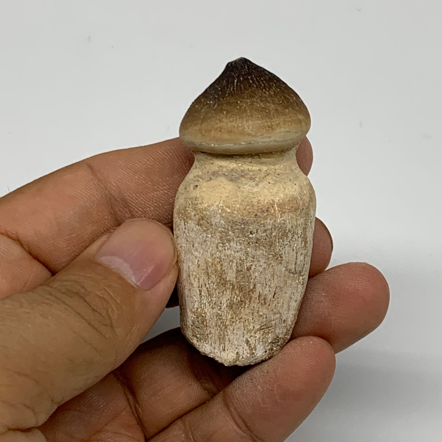 30g, 2.3"X1"x0.9" Fossil Globidens phosphaticus (Mosasaur ) Tooth, Cretaceous,B2