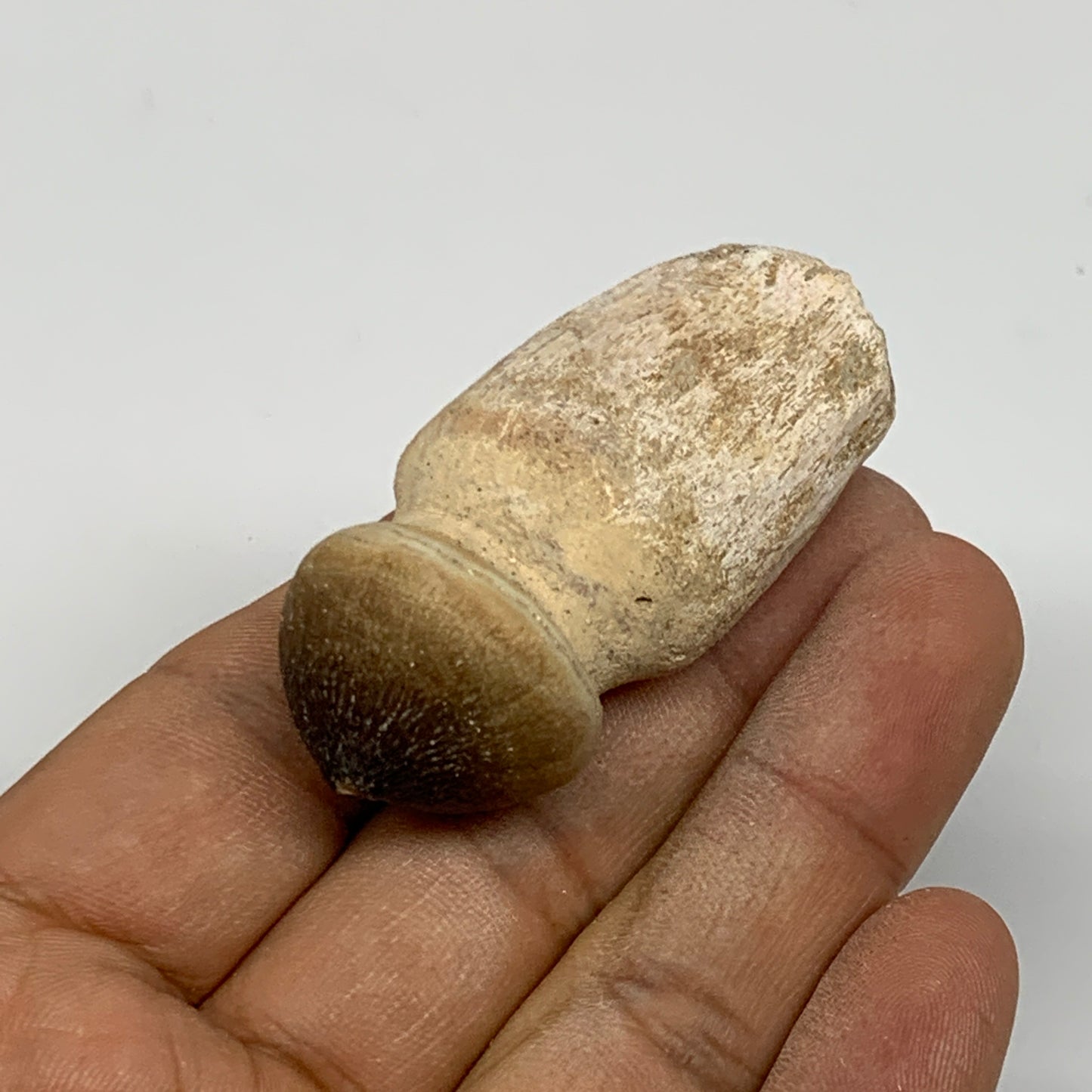 30g, 2.3"X1"x0.9" Fossil Globidens phosphaticus (Mosasaur ) Tooth, Cretaceous,B2