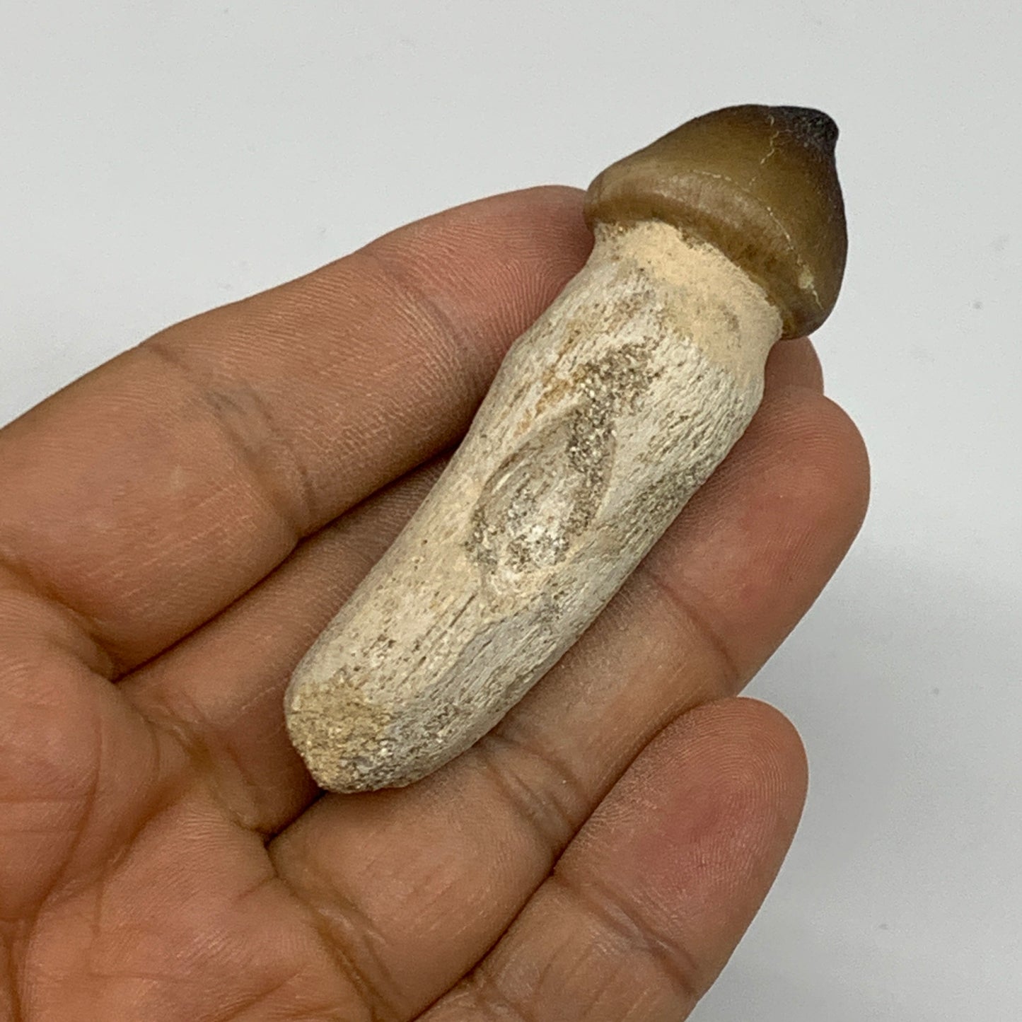 26.4g, 2.8"X0.7"x0.8" Fossil Globidens phosphaticus (Mosasaur ) Tooth, Cretaceou