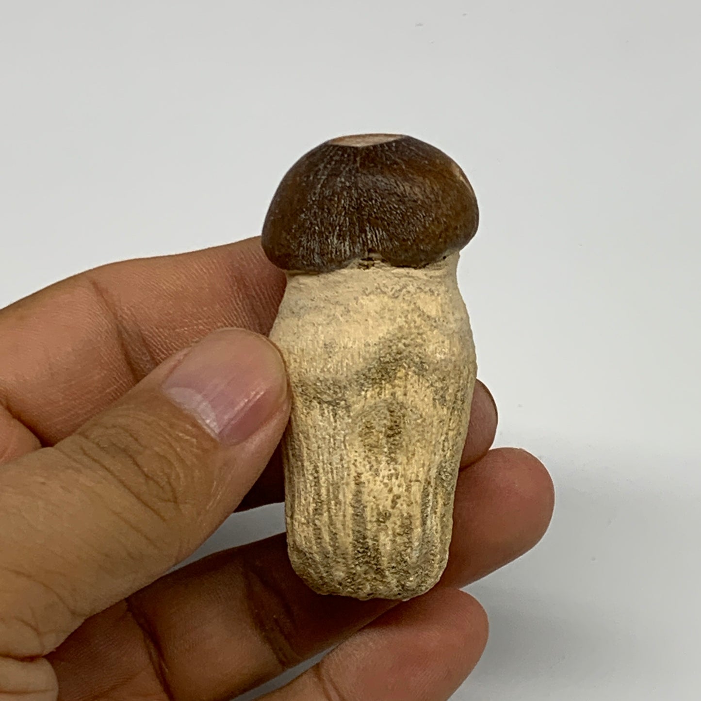 35.4g, 2.3"X1.1"x0.9" Fossil Globidens phosphaticus (Mosasaur ) Tooth, Cretaceou