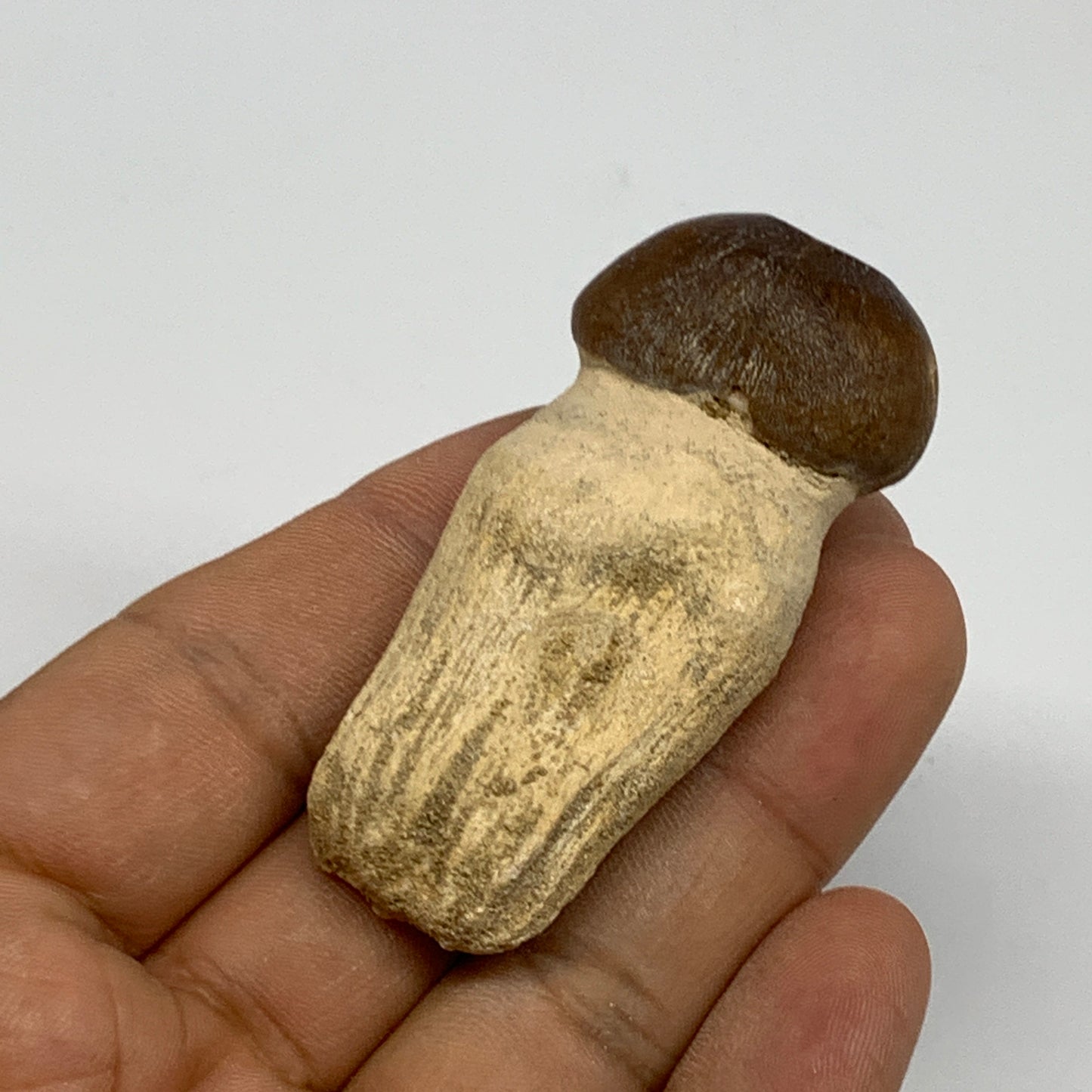 35.4g, 2.3"X1.1"x0.9" Fossil Globidens phosphaticus (Mosasaur ) Tooth, Cretaceou