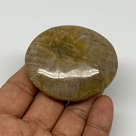 71.3g,2.2"x1.9"x 0.7", Coral Fossils Palm-Stone Polished from Morocco, B20398
