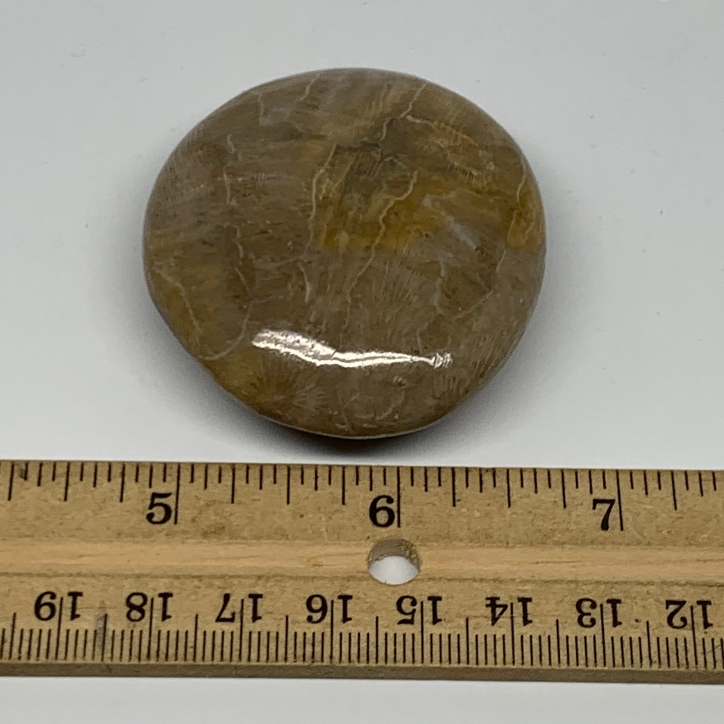 71.3g,2.2"x1.9"x 0.7", Coral Fossils Palm-Stone Polished from Morocco, B20398