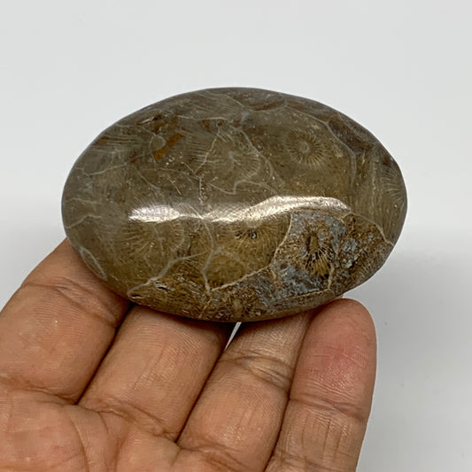 80.7g,2.5"x1.8"x 0.8", Coral Fossils Palm-Stone Polished from Morocco, B20400