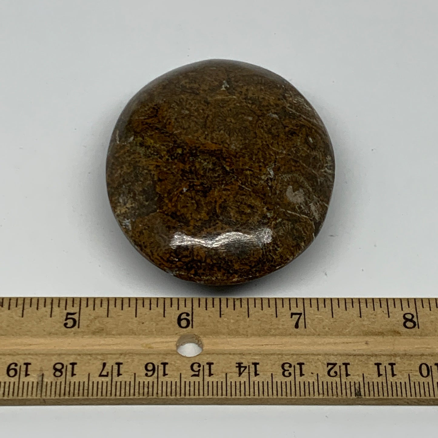 112.5g,2.7"x2.1"x 0.9", Coral Fossils Palm-Stone Polished from Morocco, B20405