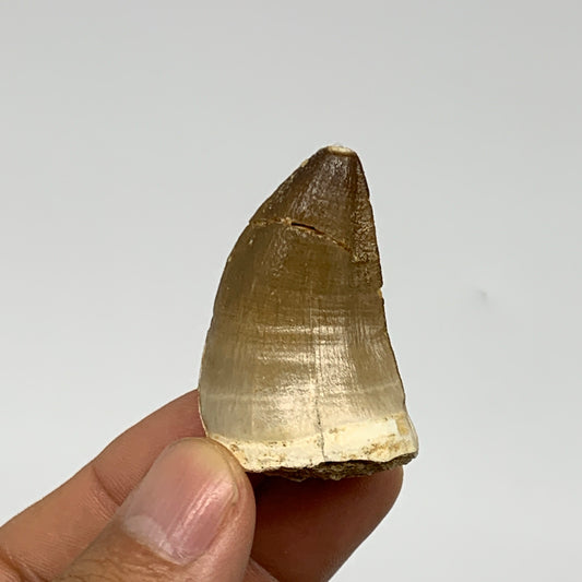 19.1g, 1.7"X1"x0.8" Fossil Mosasaur Tooth reptiles, Cretaceous @Morocco, B23751