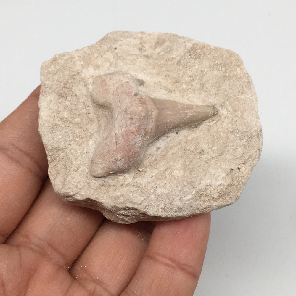 85.5g,2.2"X2"x1.3"Otodus Fossil Shark Tooth Mounted on Matrix @Morocco,MF2028