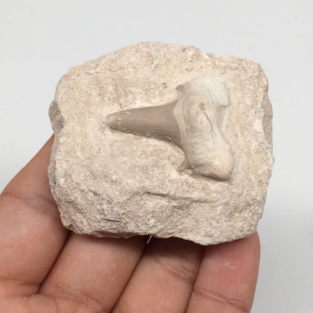 88.6g,2.3"X2.1"x1.2"Otodus Fossil Shark Tooth Mounted on Matrix @Morocco,MF2048