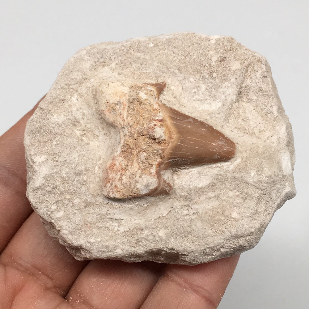 90.6g,2.5"X2.1"x1"Otodus Fossil Shark Tooth Mounted on Matrix @Morocco,MF2052