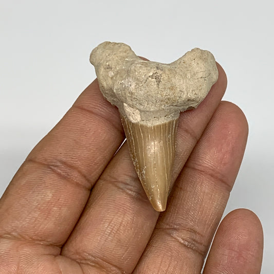 13.9g, 2"X 1.4"x 0.6" Natural Fossils Fish Shark Tooth @Morocco, B12615