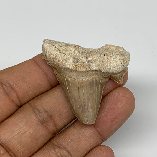 14.4g, 1.6"X 1.5"x 0.5" Natural Fossils Fish Shark Tooth @Morocco, B12621