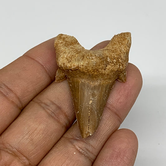 12.8g, 1.9"X 1.2"x 0.6" Natural Fossils Fish Shark Tooth @Morocco, B12622