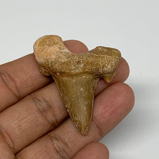 12.7g, 1.9"X 1.5"x 0.5" Natural Fossils Fish Shark Tooth @Morocco, B12625