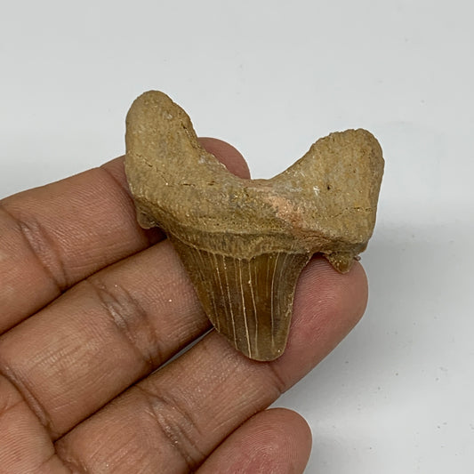 18.8g, 1.9"X 1.7"x 0.5" Natural Fossils Fish Shark Tooth @Morocco, B12645