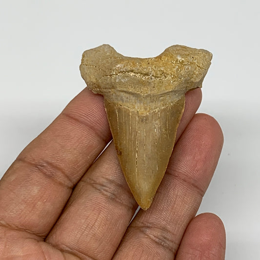 18.3g, 2"X 1.6"x 0.5" Natural Fossils Fish Shark Tooth @Morocco, B12685