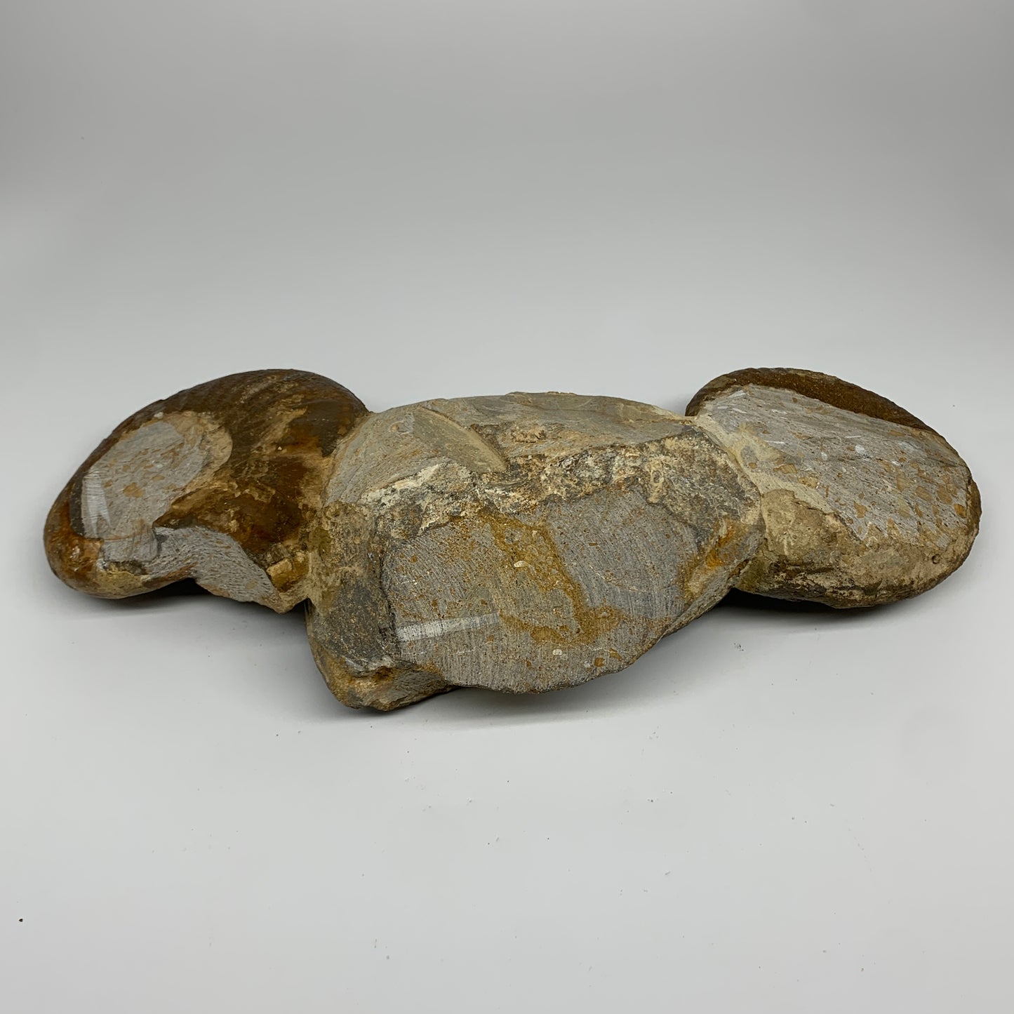 13.4 lbs, 16"x6"x3.5, Rare Ammonite Fossils, 3 piece mounted @Morocco, B33814