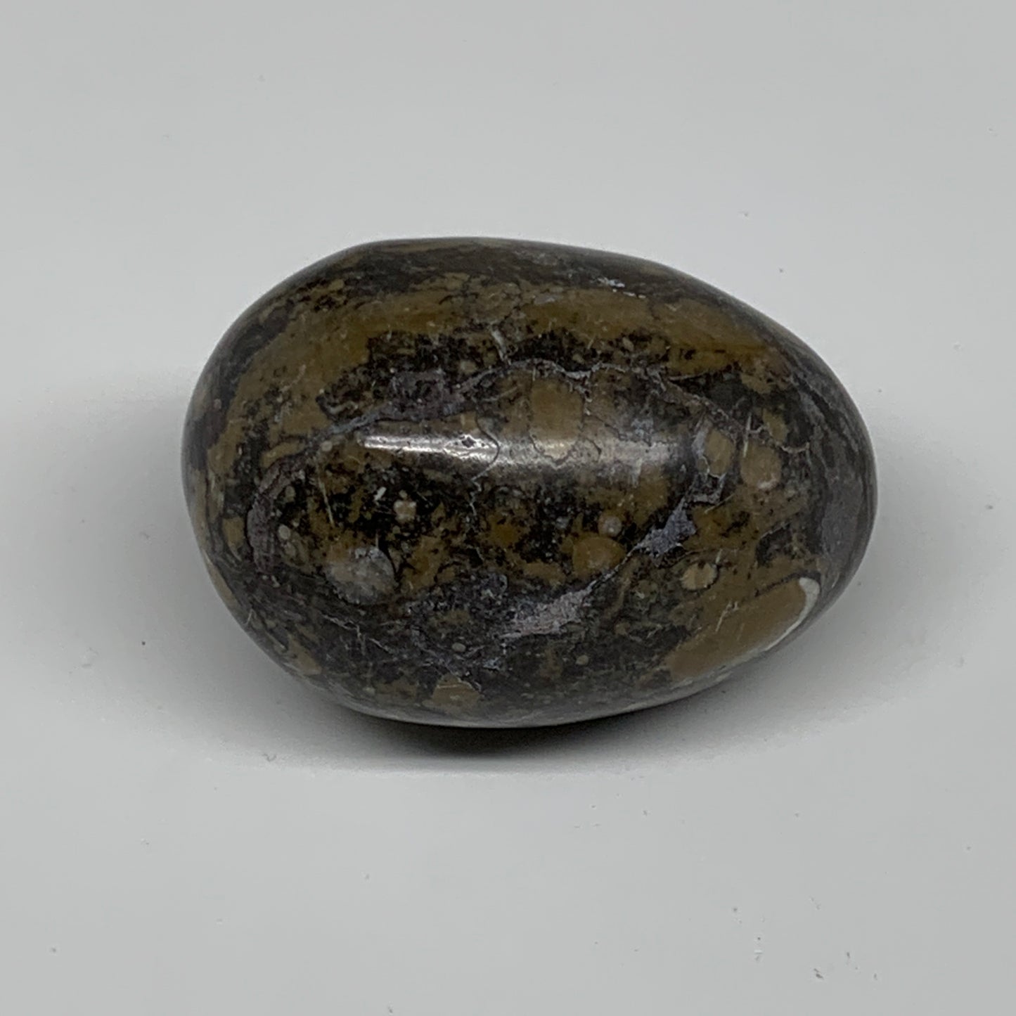 179.2g, 2.4"x1.7", Natural Fossil Orthoceras Stone Egg from Morocco, B31043