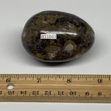179.2g, 2.4"x1.7", Natural Fossil Orthoceras Stone Egg from Morocco, B31043