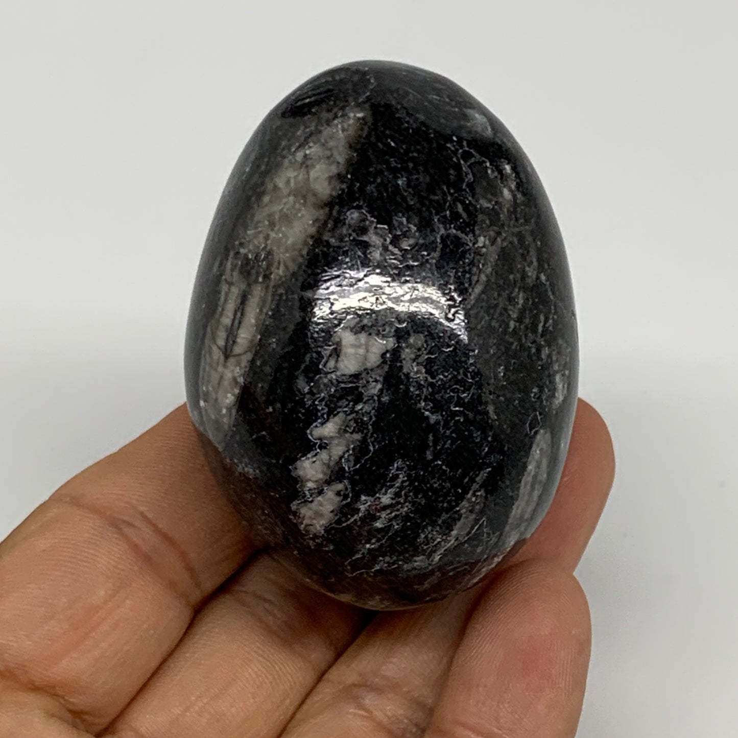 130.6g, 2.2"x1.6", Natural Fossil Orthoceras Stone Egg from Morocco, B31044