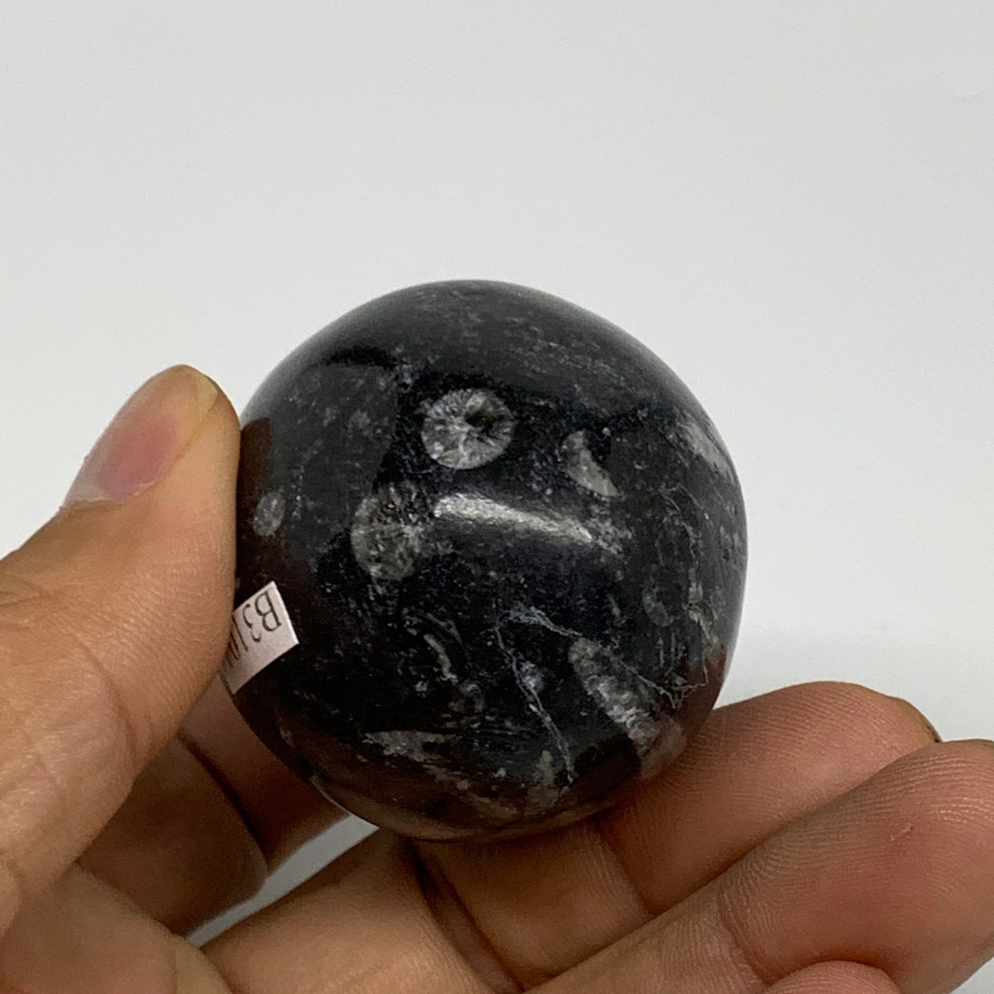 130.6g, 2.2"x1.6", Natural Fossil Orthoceras Stone Egg from Morocco, B31044