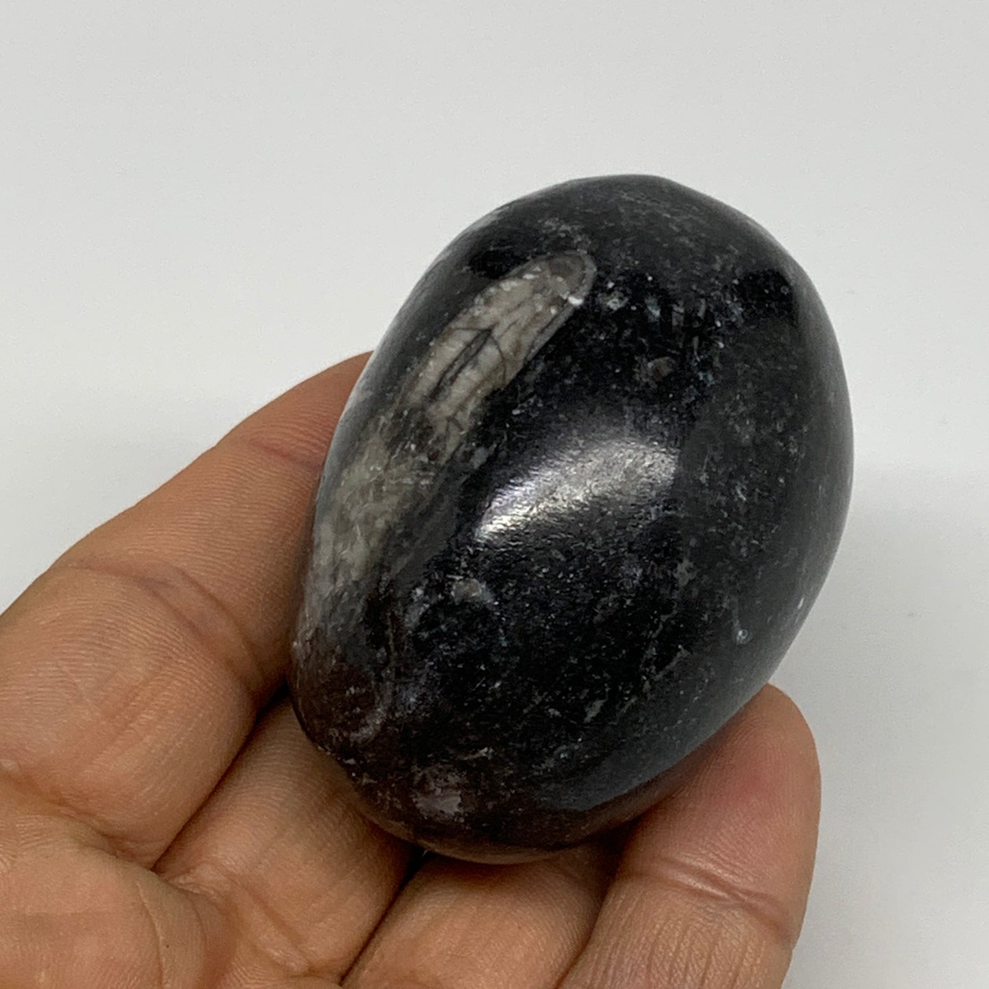 130.6g, 2.2"x1.6", Natural Fossil Orthoceras Stone Egg from Morocco, B31044