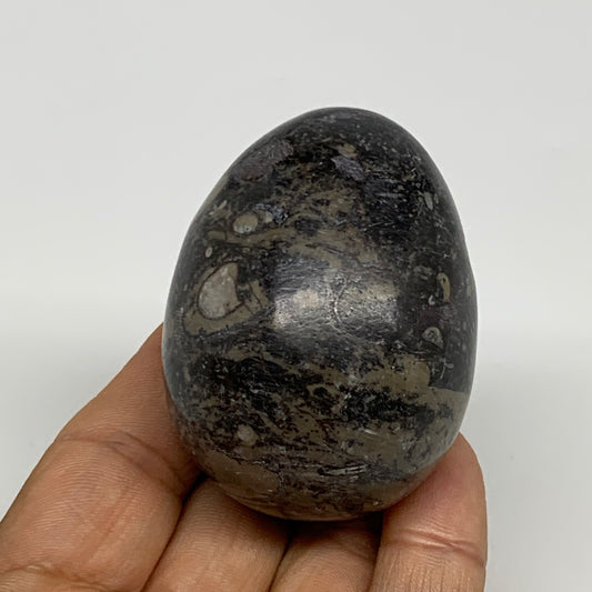 147.5g, 2.2"x1.6", Natural Fossil Orthoceras Stone Egg from Morocco, B31046