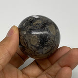 147.5g, 2.2"x1.6", Natural Fossil Orthoceras Stone Egg from Morocco, B31046
