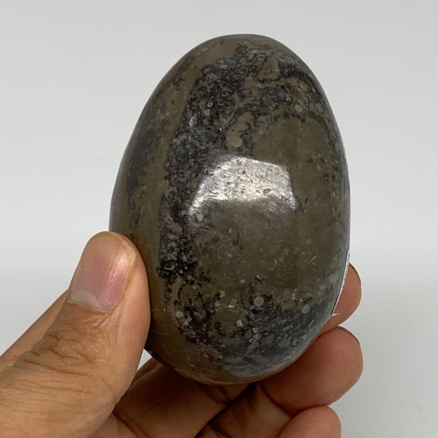 230.3g, 2.8"x1.8", Natural Fossil Orthoceras Stone Egg from Morocco, B31047