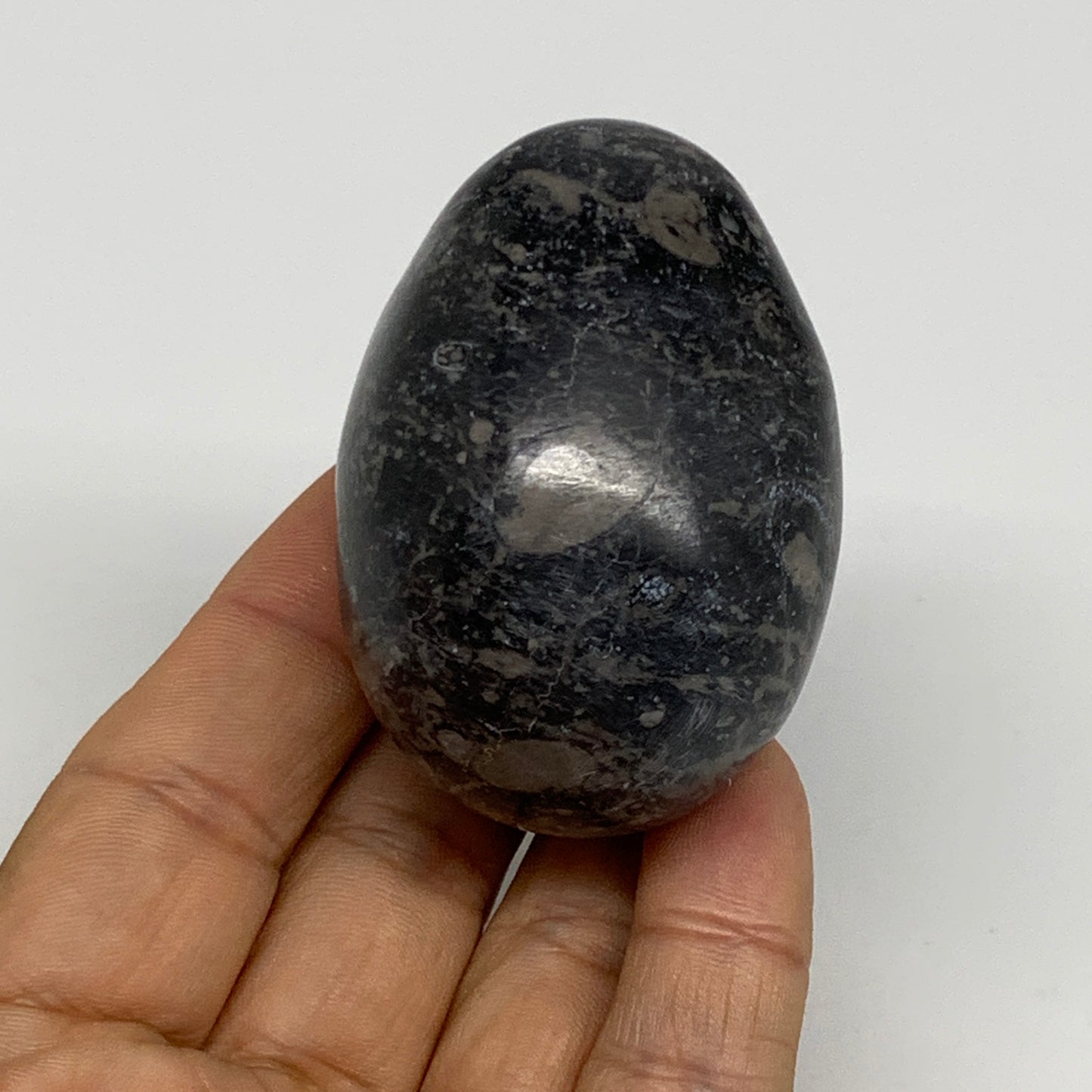 141.3g, 2.3"x1.6", Natural Fossil Orthoceras Stone Egg from Morocco, B31048