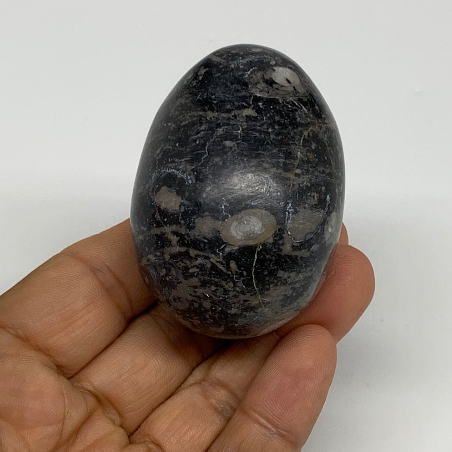 141.3g, 2.3"x1.6", Natural Fossil Orthoceras Stone Egg from Morocco, B31048