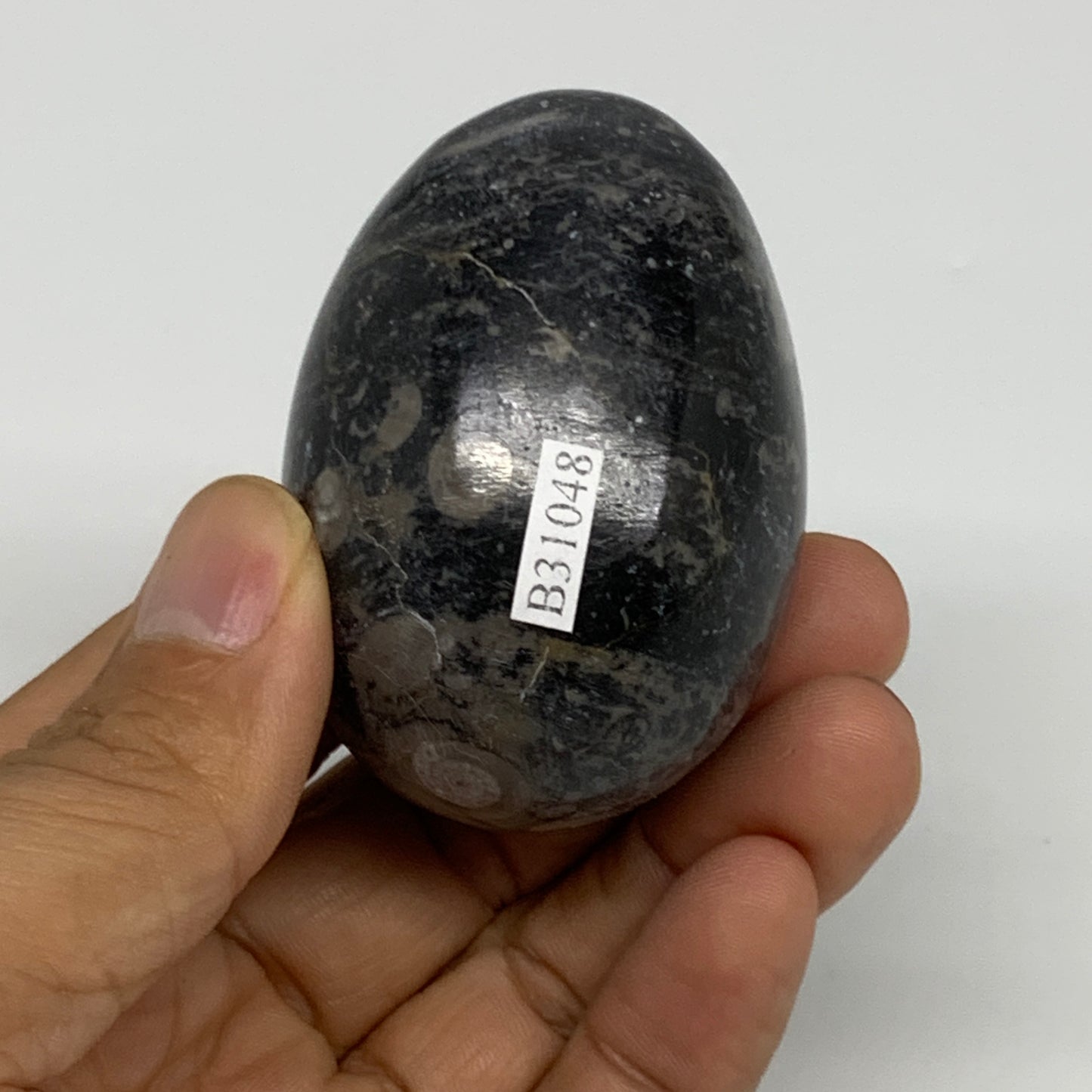 141.3g, 2.3"x1.6", Natural Fossil Orthoceras Stone Egg from Morocco, B31048