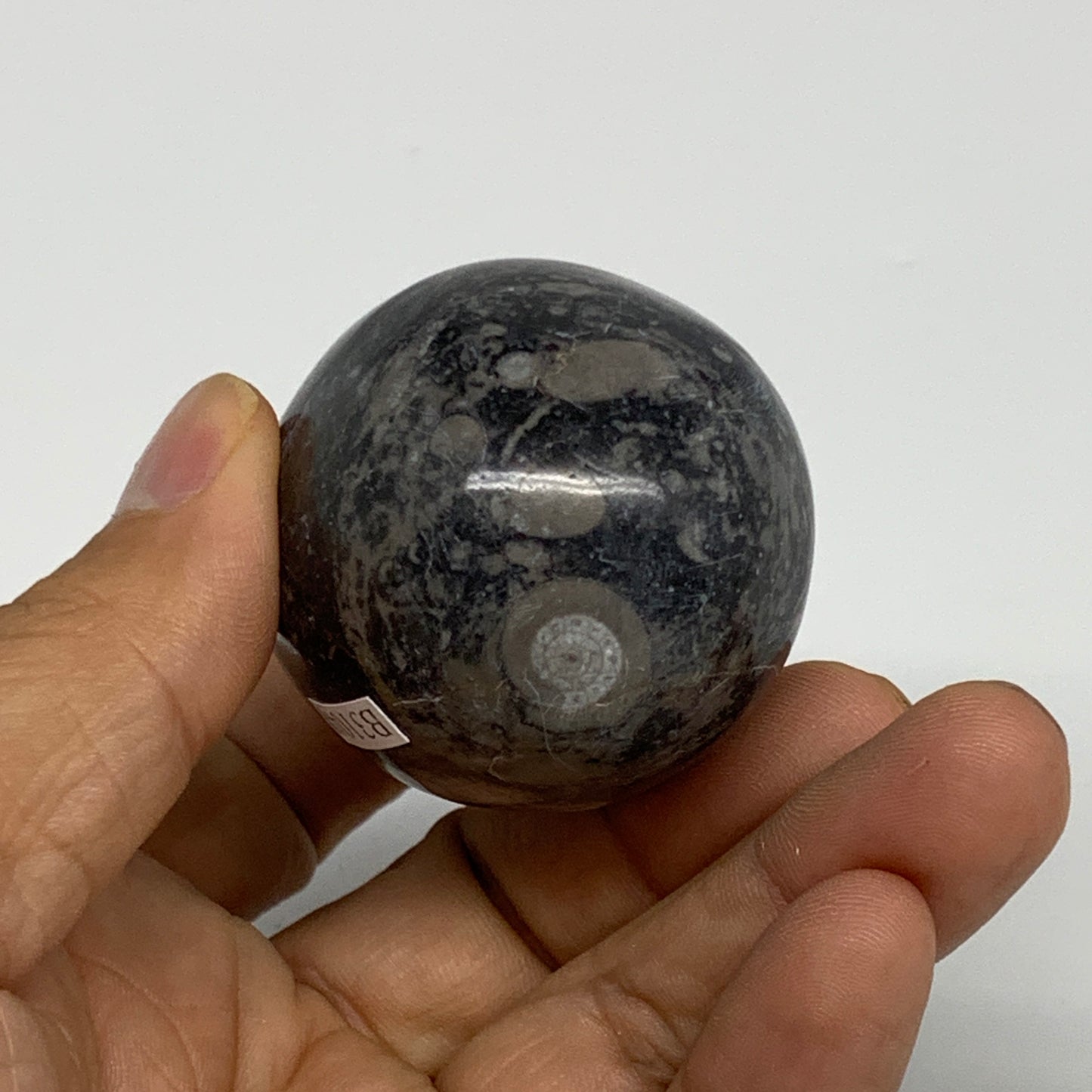 141.3g, 2.3"x1.6", Natural Fossil Orthoceras Stone Egg from Morocco, B31048