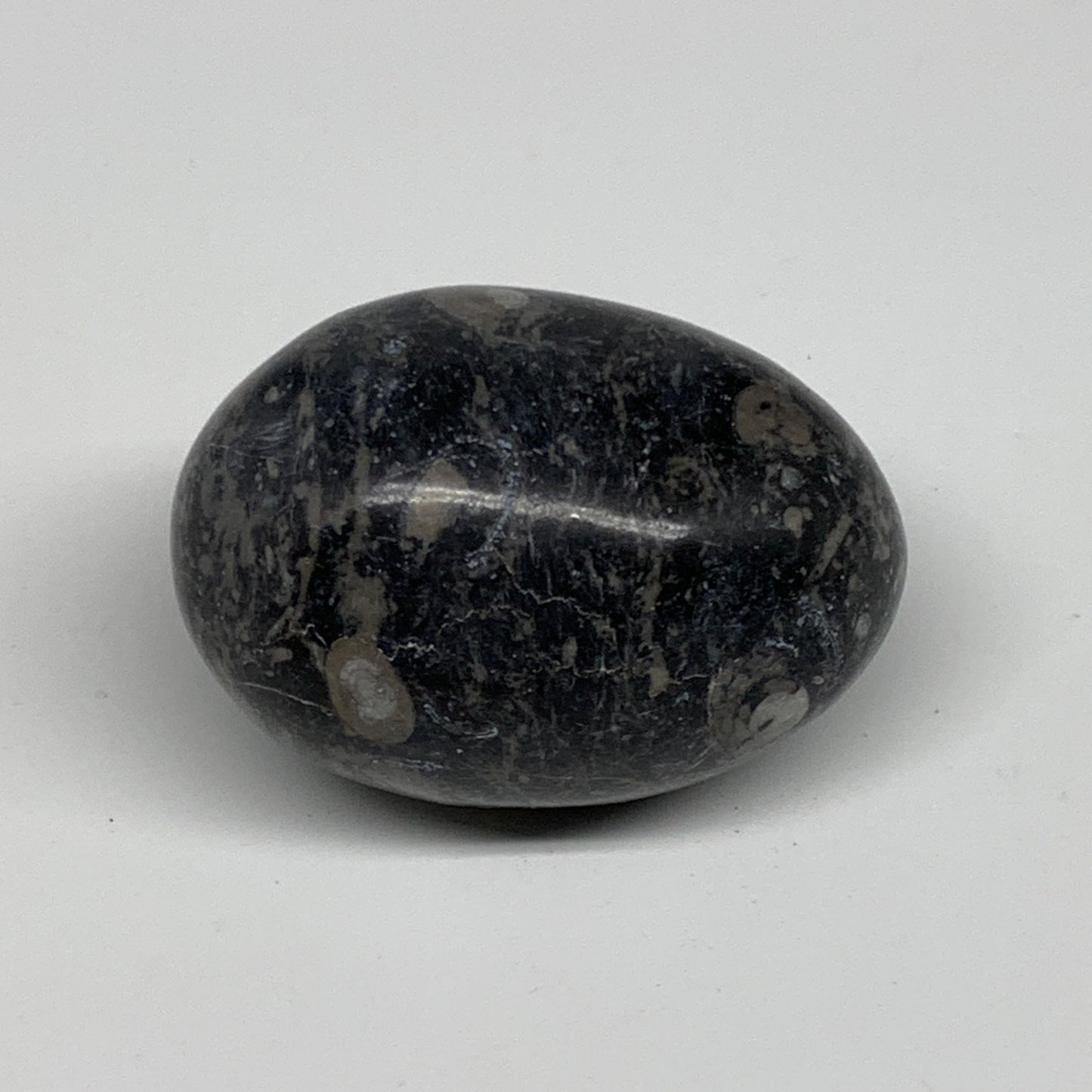 141.3g, 2.3"x1.6", Natural Fossil Orthoceras Stone Egg from Morocco, B31048
