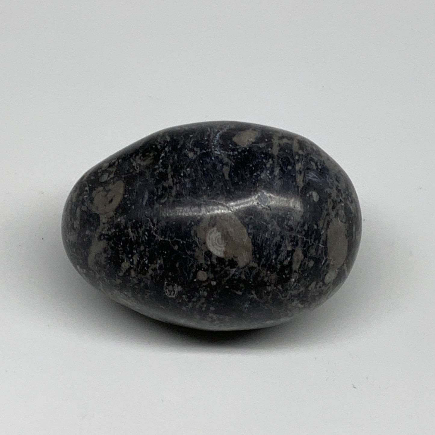141.3g, 2.3"x1.6", Natural Fossil Orthoceras Stone Egg from Morocco, B31048