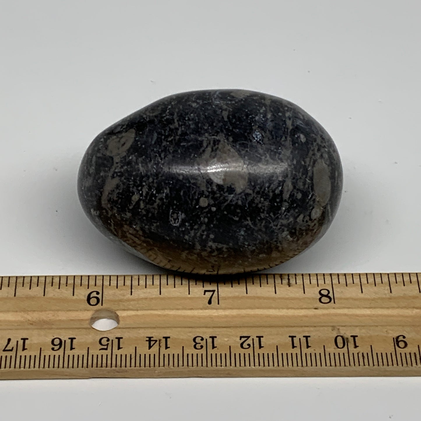 141.3g, 2.3"x1.6", Natural Fossil Orthoceras Stone Egg from Morocco, B31048