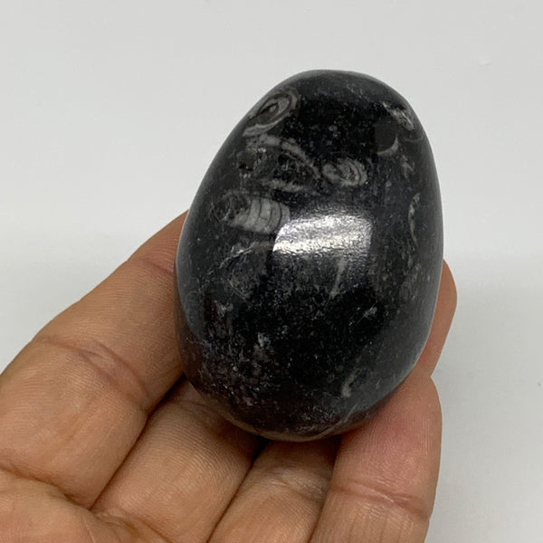 99.6g, 2"x1.4", Natural Fossil Orthoceras Stone Egg from Morocco, B31049