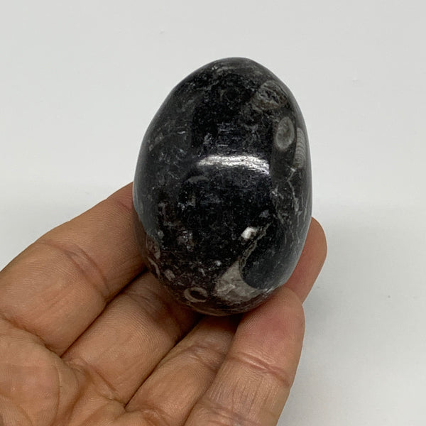 106.5g, 2.1"x1.5", Natural Fossil Orthoceras Stone Egg from Morocco, B31050