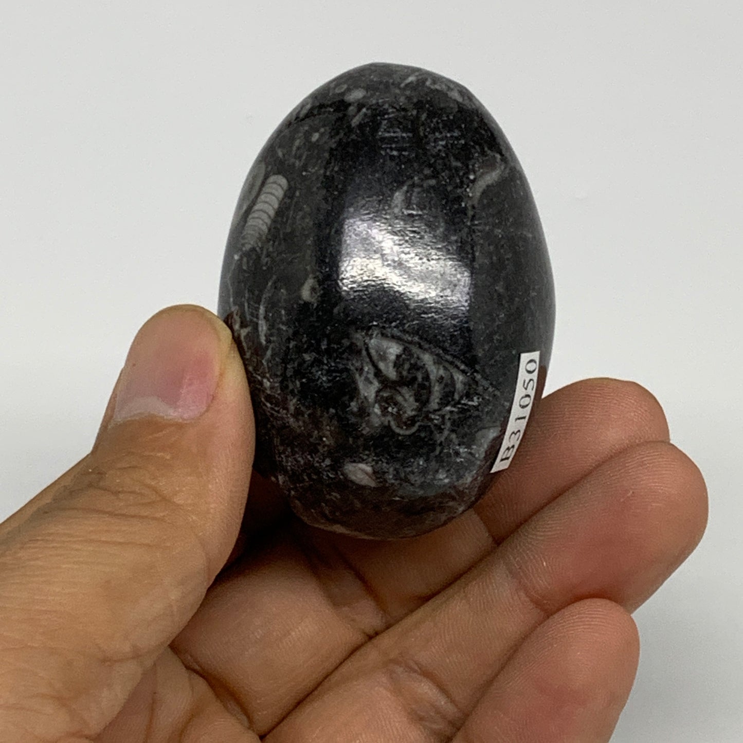 106.5g, 2.1"x1.5", Natural Fossil Orthoceras Stone Egg from Morocco, B31050