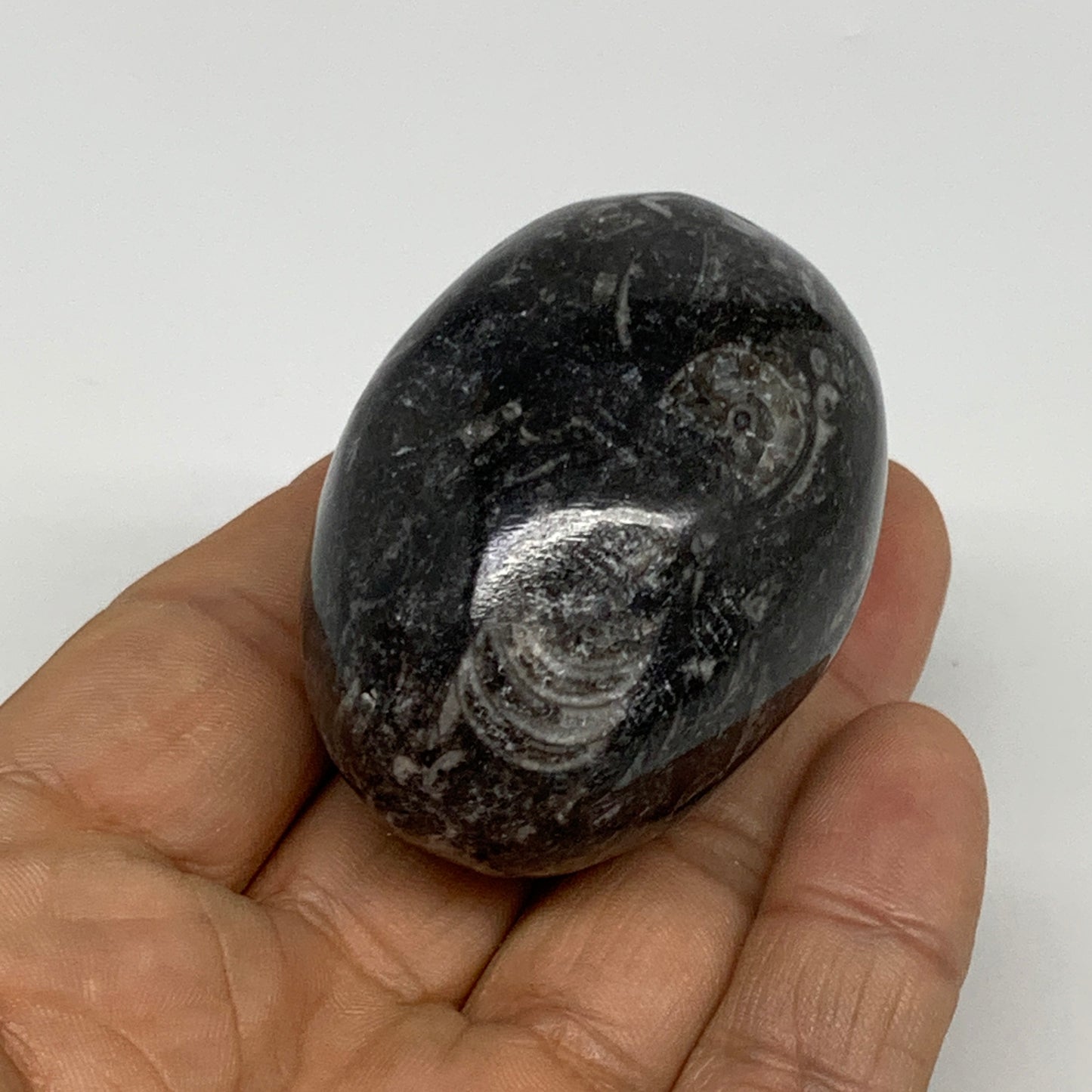 106.5g, 2.1"x1.5", Natural Fossil Orthoceras Stone Egg from Morocco, B31050