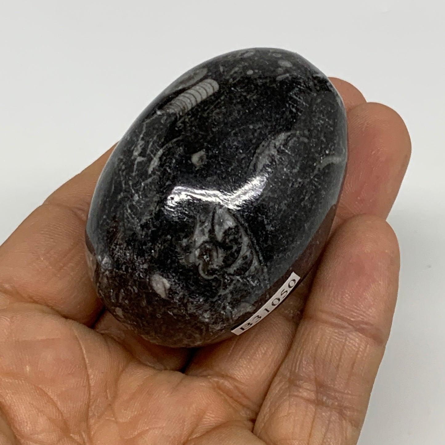 106.5g, 2.1"x1.5", Natural Fossil Orthoceras Stone Egg from Morocco, B31050