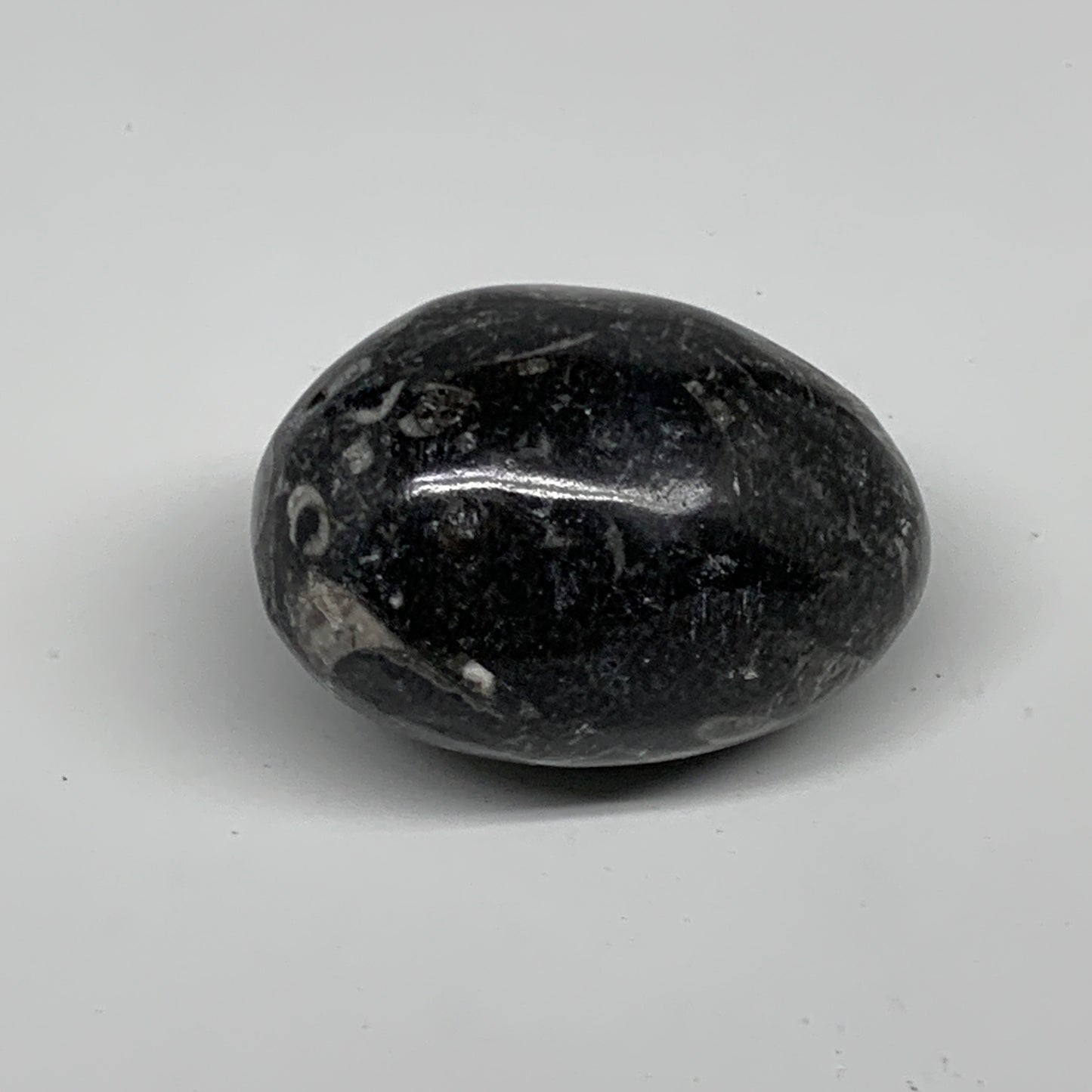 106.5g, 2.1"x1.5", Natural Fossil Orthoceras Stone Egg from Morocco, B31050