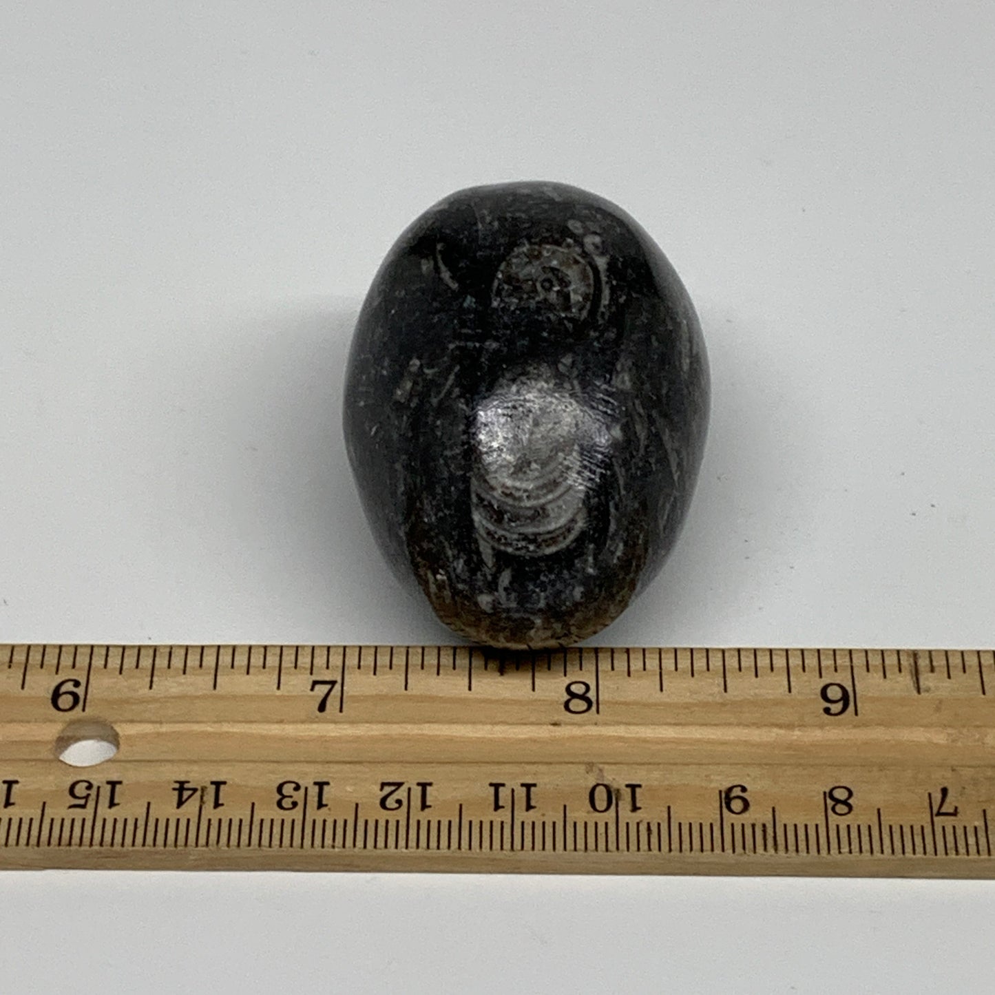 106.5g, 2.1"x1.5", Natural Fossil Orthoceras Stone Egg from Morocco, B31050