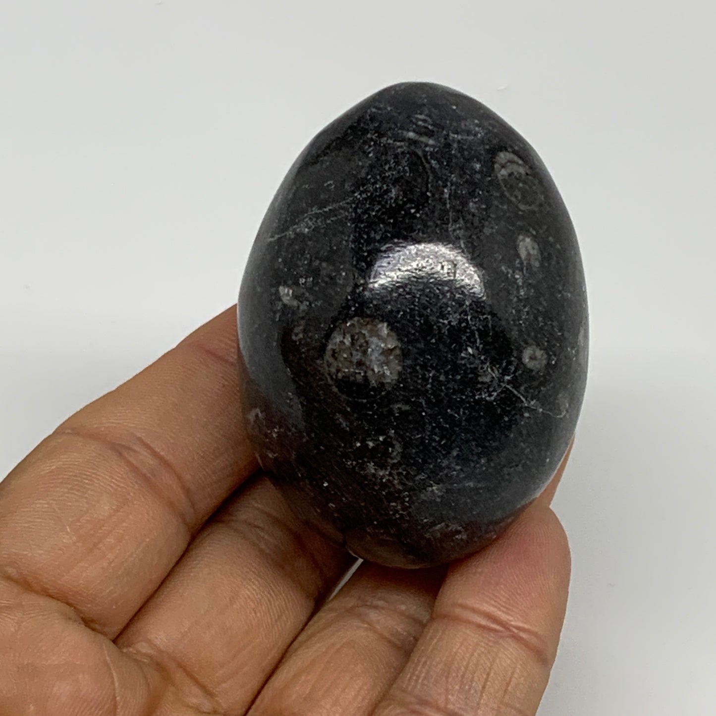 118.5g, 2.1"x1.5", Natural Fossil Orthoceras Stone Egg from Morocco, B31051