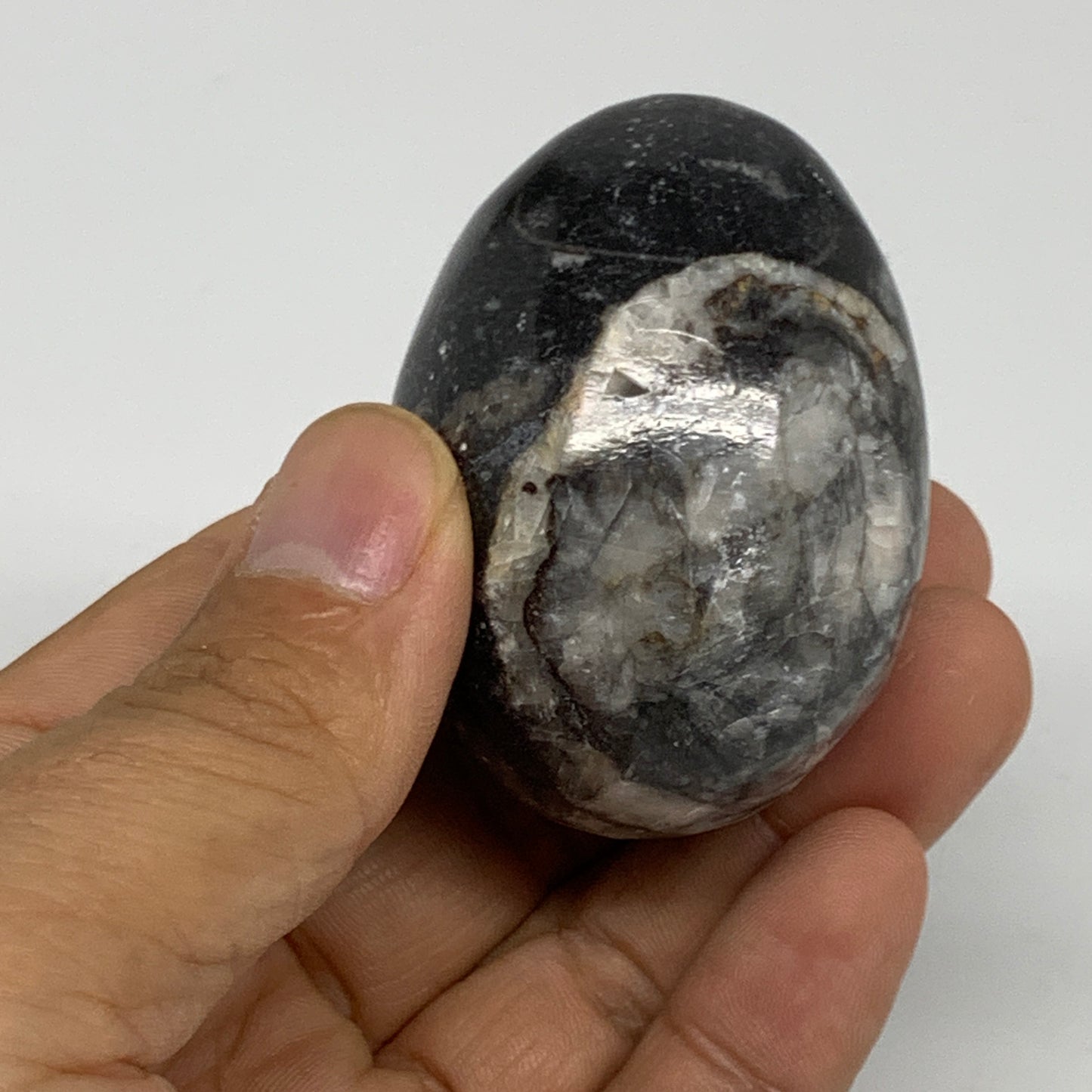 118.5g, 2.1"x1.5", Natural Fossil Orthoceras Stone Egg from Morocco, B31051