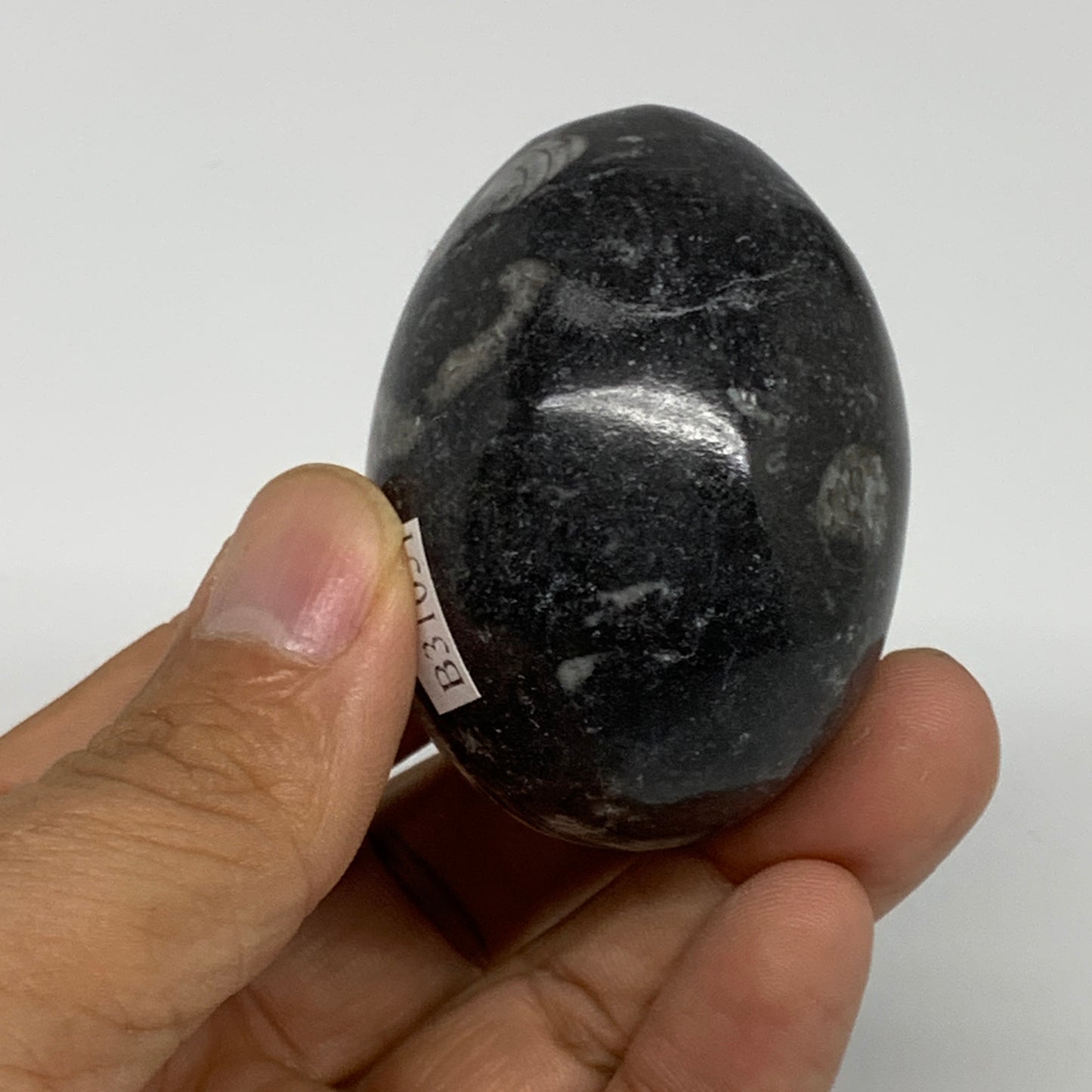 118.5g, 2.1"x1.5", Natural Fossil Orthoceras Stone Egg from Morocco, B31051