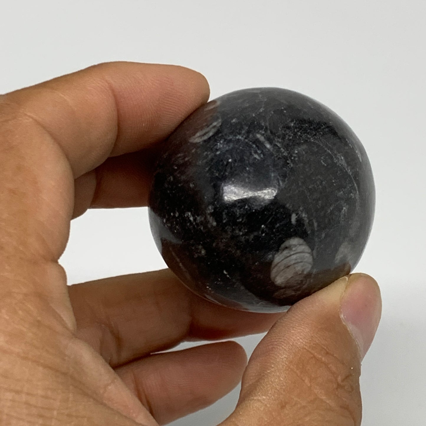 118.5g, 2.1"x1.5", Natural Fossil Orthoceras Stone Egg from Morocco, B31051