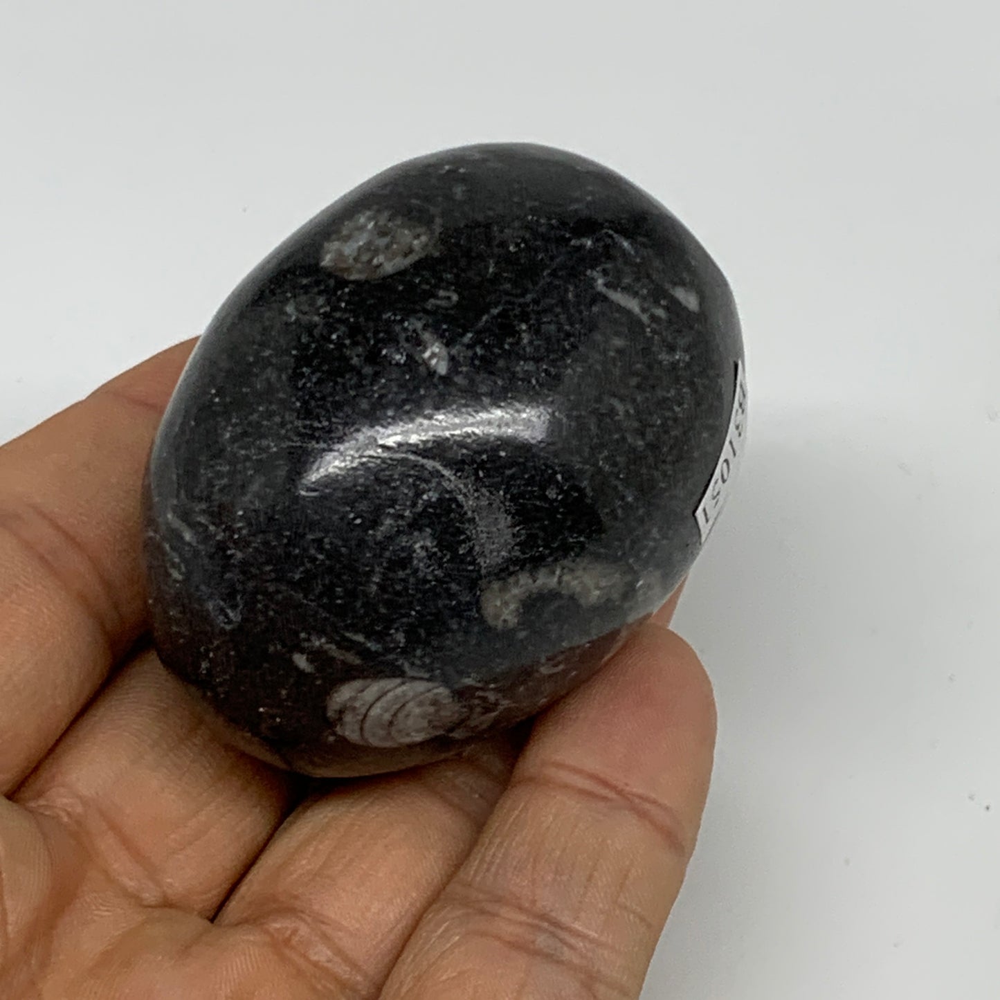 118.5g, 2.1"x1.5", Natural Fossil Orthoceras Stone Egg from Morocco, B31051