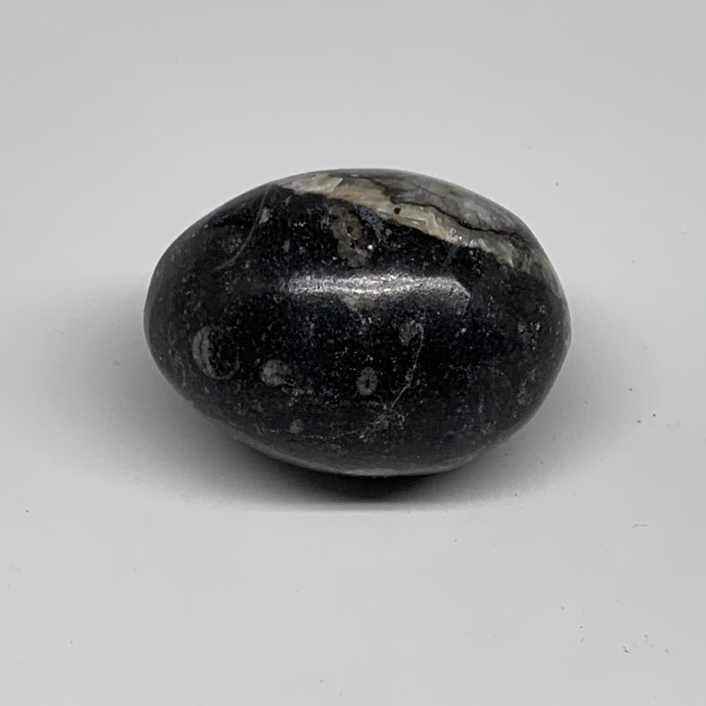 118.5g, 2.1"x1.5", Natural Fossil Orthoceras Stone Egg from Morocco, B31051